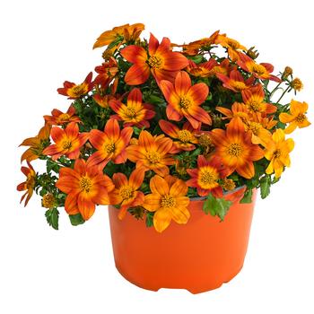 6 x Goldmarie, orange von Dehner, Orange, Gelb - Mindestbestellmenge: 6 Stk.