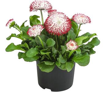 Gänseblümchen 'Habanera®'