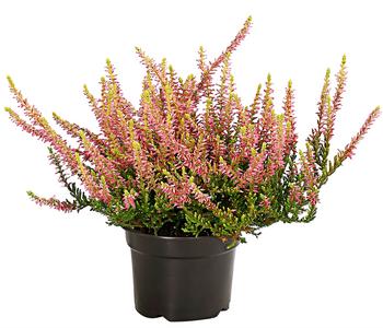 Knospenheide 'Golden Angie®'