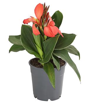 Indisches Blumenrohr, verschiedene Sorten