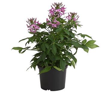 Spinnenpflanze 'Rosa'