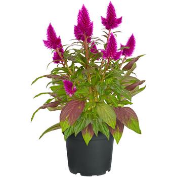 Federbusch 'Venezuela'