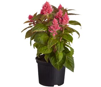 Federbusch, verschiedene Farben