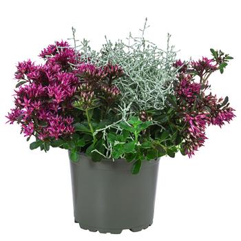 3 x Pflanzen-Duo Herbstgeflüster von Dehner, Pink, Silber, Grün - Mindestbestellmenge: 3 Stk.