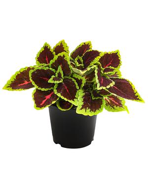 6 x Buntnessel - Solenostemon scutellarioides von Dehner - Mindestbestellmenge: 6 Stk.