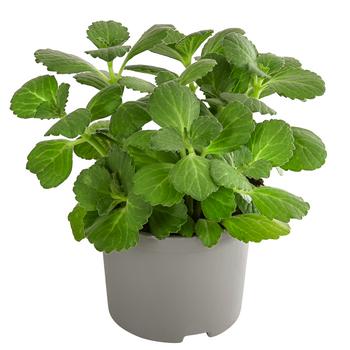 Verpiss-Dich-Pflanze