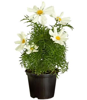 Schmuckkörbchen, verschiedene Farben