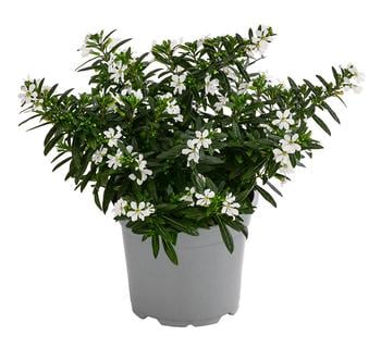 Köcherblümchen, verschiedene Farben