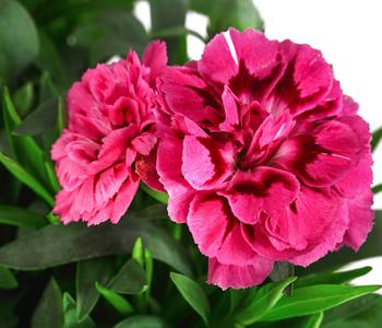 3 x Garten-Nelke, verschiedene Farben von Dehner, Rosa / Zartrosa Rot Pink - Mindestbestellmenge: 3 Stk.