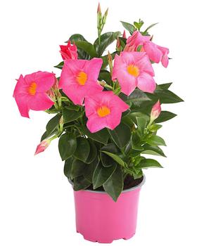 Dipladenie von Dehner, Rosa