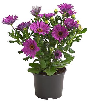 6 x Kapkörbchen, verschiedene Farben von Dehner, Weiß / Gelb Rot Rosa Lila - Mindestbestellmenge: 6 Stk.