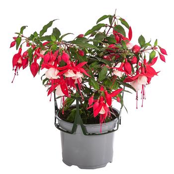 6 x Fuchsie, hängend, verschiedene Sorten von Dehner, Rosa / Zartrosa Pink Lila Creme - Mindestbestellmenge: 6 Stk.