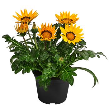 Mittagsgold, verschiedene Farben