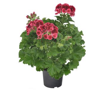 6 x Edelgeranie 'Edle Schönheiten', verschiedene Farben von Dehner, Rot / Lila Rosa Pink Weiß - Mindestbestellmenge: 6 Stk.