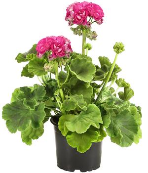 Stehende Geranie 'Rosenmädchen'