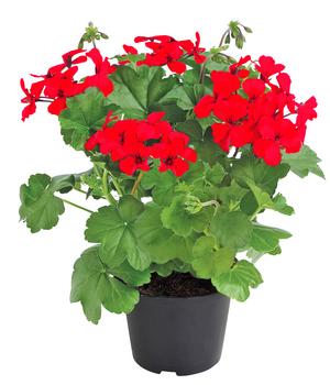 6 x Bodendecker-Geranie 'Caliente Dark', verschiedene Farben von Dehner, Rot, Rosa - Mindestbestellmenge: 6 Stk.