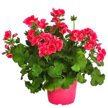 2 x Stehende Geranie 'Pretty Little ' von Dehner, Pink - Mindestbestellmenge: 2 Stk.