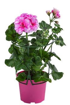 Hängegeranie 'Corriente'