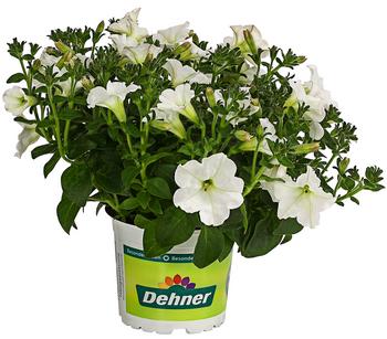 6 x Hängepetunie 'Surfinia', verschiedene Farben von Dehner, Dunkelrot, Lila, Weiß - Mindestbestellmenge: 6 Stk.