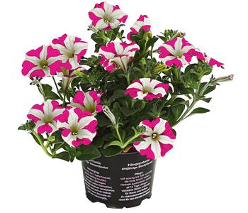 Hängepetunie 'Pink Heart®'