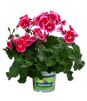 Geranie 'Smokey Ylenia'