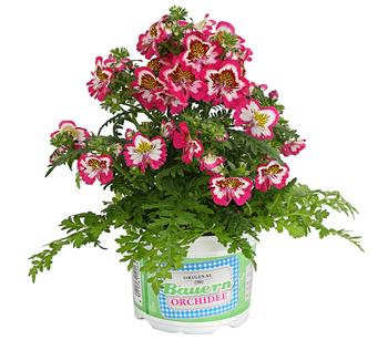 Bauernorchidee, verschiedene Farben