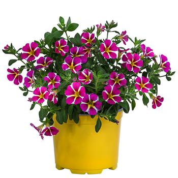 6 x Minihängepetunie 'Pink Star' von Dehner, Pink / Weiß Gelb - Mindestbestellmenge: 6 Stk.