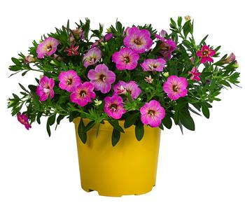 Minihängepetunie 'Fancy Francy®'