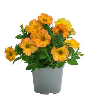 Hängepetunie 'Sunset Orange'