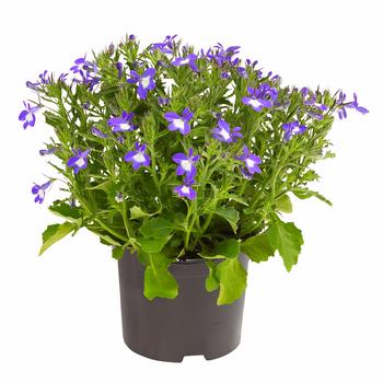 Männertreu 'Blue Eye'