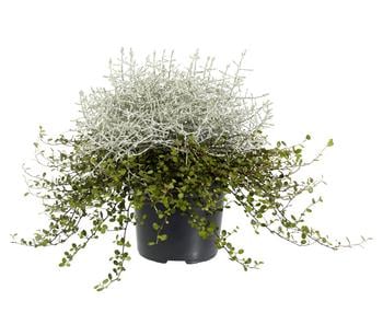 Mueca - Gitterkraut und Mühlenbeckia