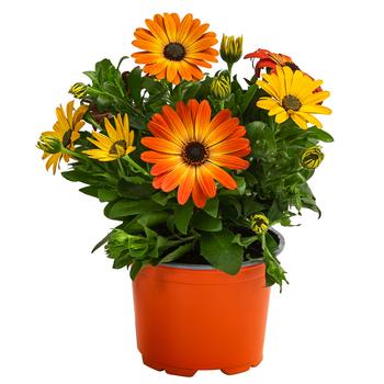 Kapkörbchen, orange