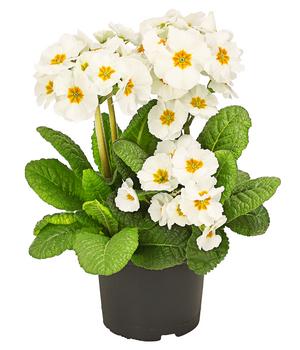 6 x Stängelprimel 'Primula elatior' von Dehner, Weiß - Mindestbestellmenge: 6 Stk.