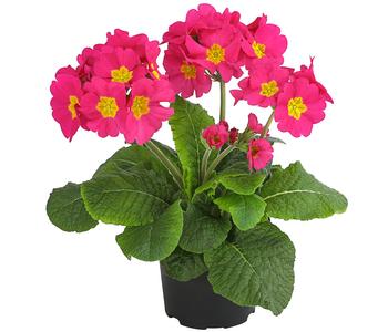 Stängelprimel 'Primula elatior'