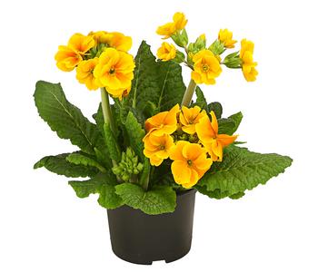 6 x Stängelprimel 'Primula elatior' von Dehner, Gelb - Mindestbestellmenge: 6 Stk.