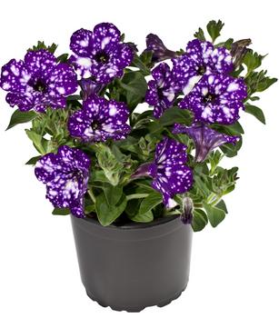 Hängepetunie 'Night Sky'