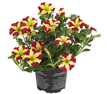 6 x Hängepetunie 'Queen of Hearts ' von Dehner, Gelb / Rot - Mindestbestellmenge: 6 Stk.