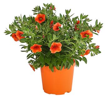 Minihängepetunie, orange
