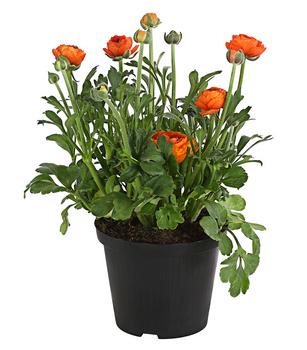 6 x Ranunkel von Dehner, Orange - Mindestbestellmenge: 6 Stk.