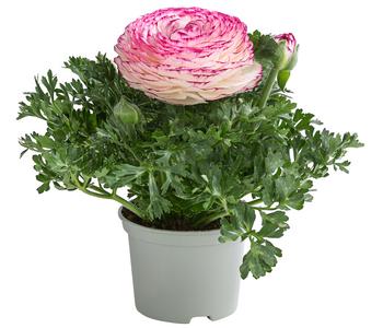 Ranunkel in Sonderfarben, verschiedene Farben