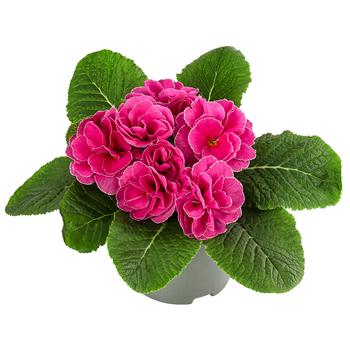 Primel 'Queen', gefüllt, verschiedene Sorten