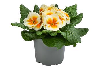 Primel in Sonderfarben, verschiedene Farben