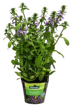 Fächerblume von Dehner, Lavendel