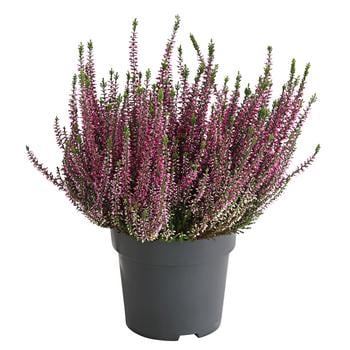 3 x Knospenheide, verschiedene Farben, Rosa, Rot, Grün, Lila - Mindestbestellmenge: 3 Stk.