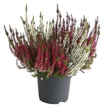 Knospenheide-Duo 'Twin-Girls®', verschiedene Farben
