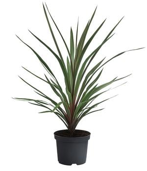 Keulenlilie 'Red Heart'