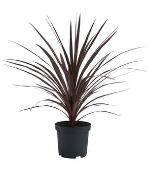 Keulenlilie 'Red Star'