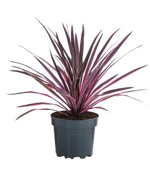 Keulenlilie 'Paso Doble'