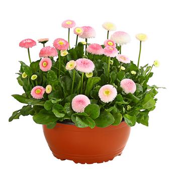 Gänseblümchen in Schale, verschiedene Farben