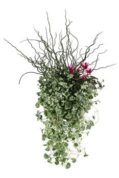 Pflanzen-Trio Herbsthexe, verschiedene Farben